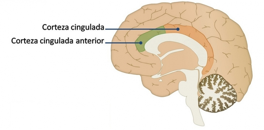 Cíngulo Cerebro