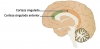 Infografía Neurociencias: Corteza cingulada